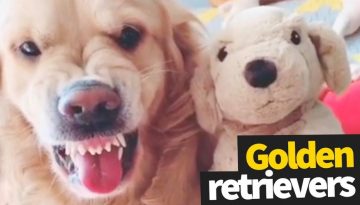 Funniest & Cutest Golden Retriever Viral Videos