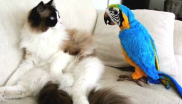 Funny Parrots Annoying Cats Compilation