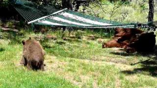 The Three Little Bears Playing on a Hammock