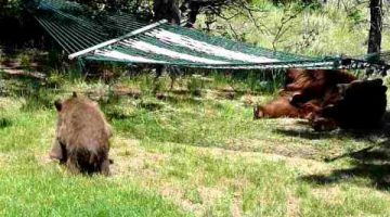 The Three Little Bears Playing on a Hammock