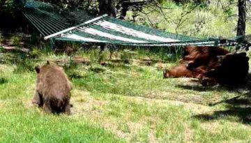 The Three Little Bears Playing on a Hammock