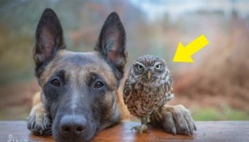 Gentle Giant Adopts This Tiny Rescue Owl and Warms Hearts Everywhere