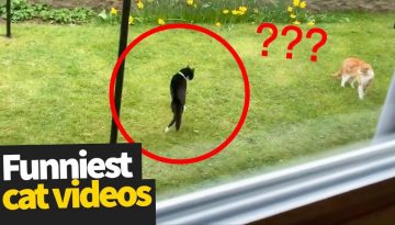 Hilarious Cat Viral Videos | Ultimate Cat Compilation 2019