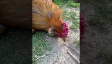 Hypnotizing a Rooster
