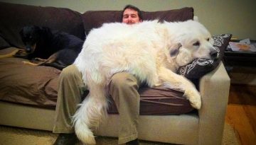 Lovely Big Dogs, Big Dogs Thinking They’re Lap Dogs