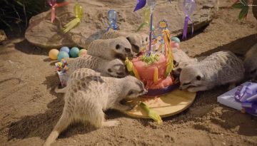 Meerkat Birthday Celebration