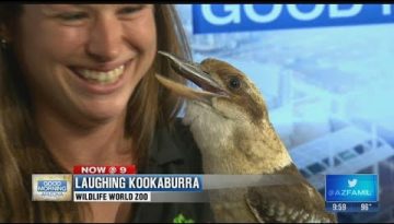 Meet the Laughing Kookaburra
