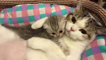 Mother Cats and Their Cute Kittens