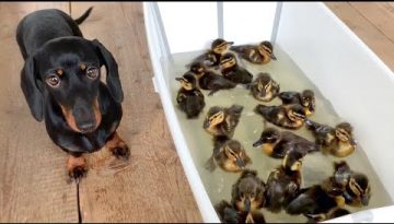 Bathing 18 Ducklings