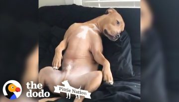 Is This A Pit Bull Or A Human?