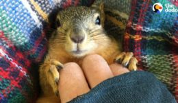 Rescue Squirrel Asks His Parents to Adopt Him