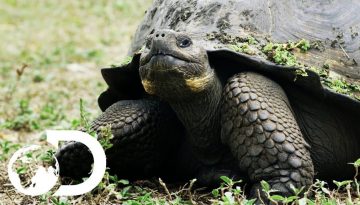The Biggest Tortoise In the World
