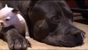 Massive Dog Preciously Protects Tiny Puppy