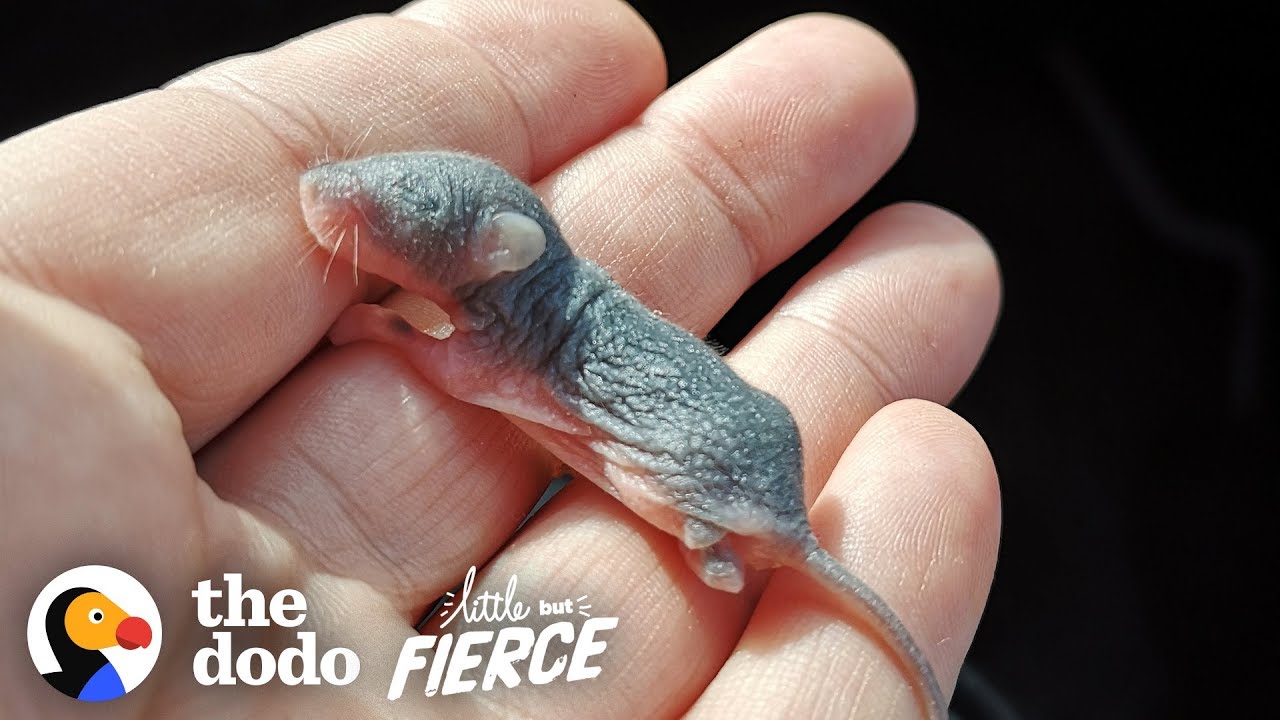 Watch the Teeniest Baby Deer Mice Grow up in 30-Day Time-Lapse - 1Funny.com