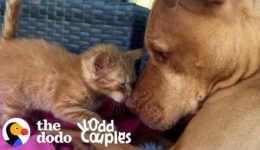 Watch This Kitten Grow up with a Pit Bull | the Dodo Odd Couples