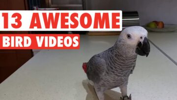 13 Funny Bird Videos