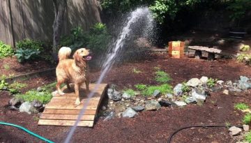 Trying to Water the Garden with Dogs