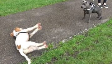 Dog Gets Too Excited And Passes Out