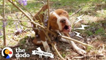 Pit Bull Chained to Tree Transforms Into the Happiest, Prettiest Girl