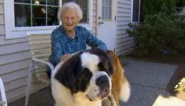 The Special Friendship Between a Neighbor and Brody, the ST. Bernard