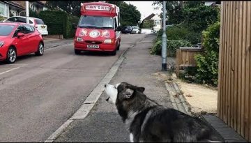 Alaskan Malamute Waits for Ice Cream Truck Every Single Day