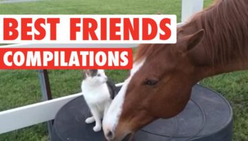 Cute BFF Pet Video Compilation 2016