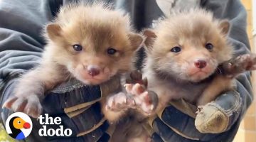 7 Baby Foxes Reunite With Mom After Being Pulled from Under a Deck