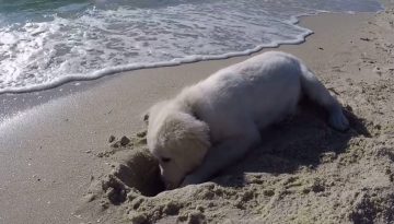 Puppy Isn’t Happy When Waves Fill up His Newly Dug Hole