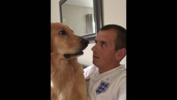 Golden Retriever Finds out He Is Getting a Baby Brother