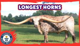 Longest Horns on a Steer Ever!