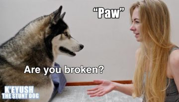 Asking For My Dog’s Paw Too Many Times!