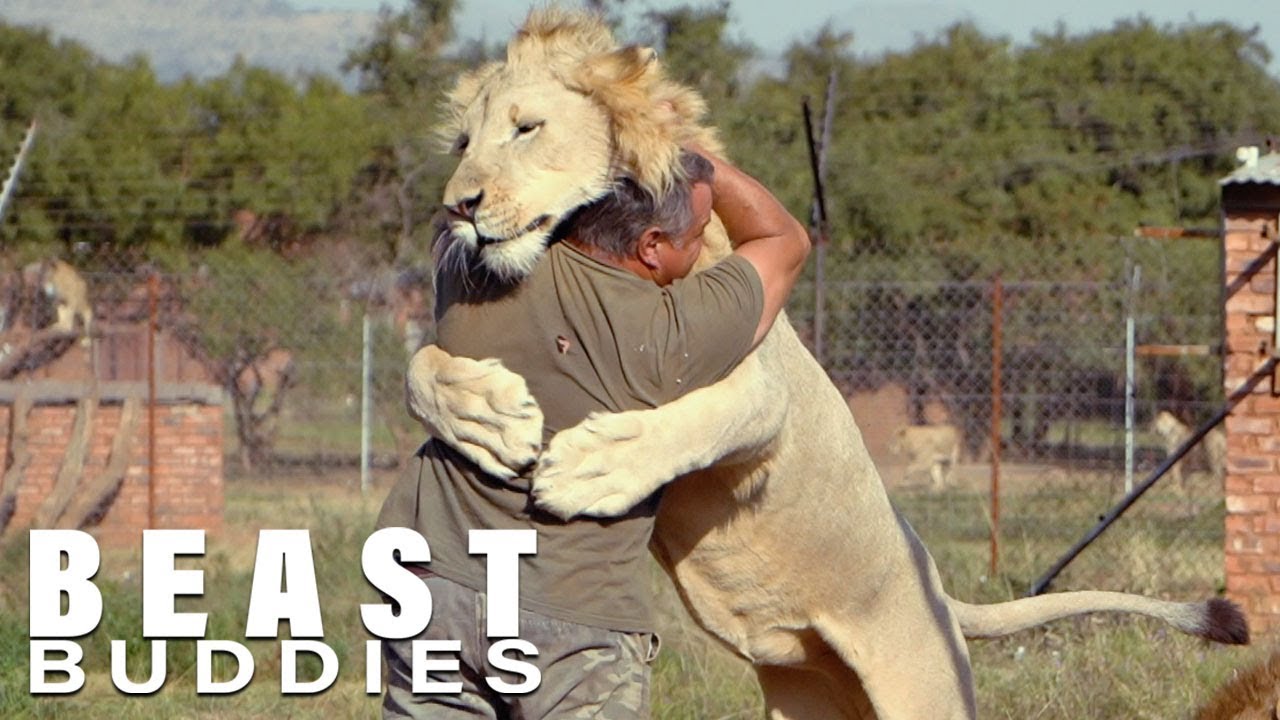The Man Who Cuddles Lions - 1Funny.com