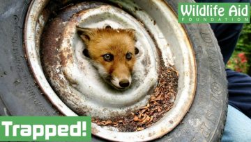 Fox Cub Gets Head Stuck in a Wheel!