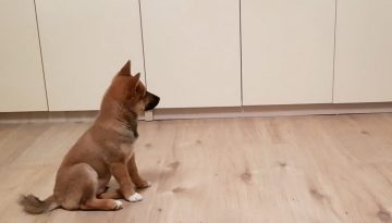 Puppy Can’t Contain His Excitement When Owner Comes Home