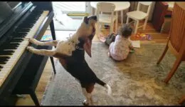 Toddler & Dog – Song & Dance Performance