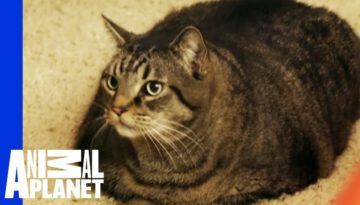 Beau Nugget the Cat Starts His Difficult Weight Loss Journey