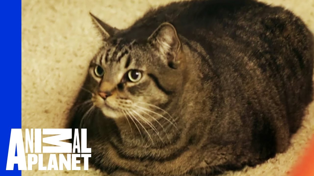 Beau Nugget the Cat Starts His Difficult Weight Loss Journey