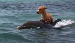 A Special Friendship Between a Dolphin & a Dog