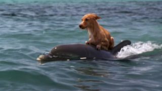 A Special Friendship Between a Dolphin & a Dog