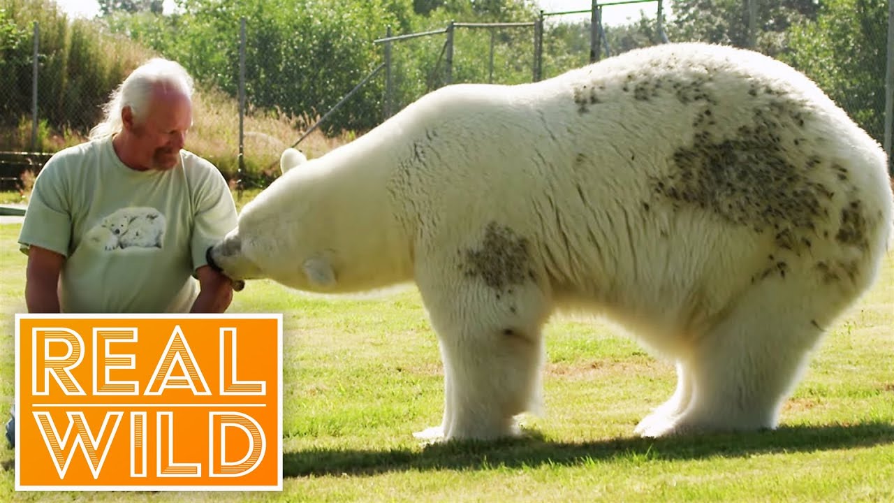 Meet The Polar Bear That Purrs For Her Human! - 1Funny.com