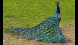 Beautiful Peacock Showing Off
