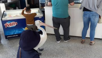 Pelican Waiting in Line for Fish & Chips