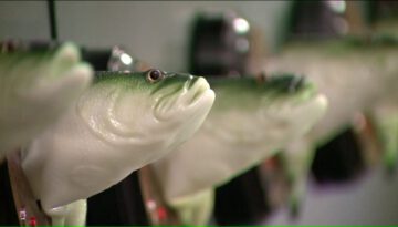 Bar Installs 70+ Big Mouth Billy Bass Fish to Sing Popular Songs