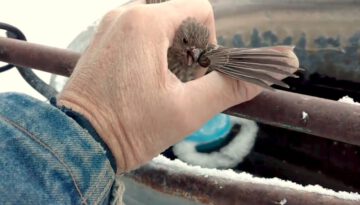 Bird Frozen To Metal Fence Rescued by Kind Man