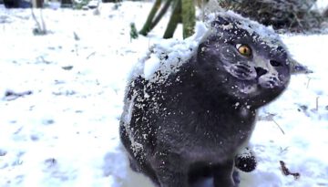 Cats in Snow Compilation