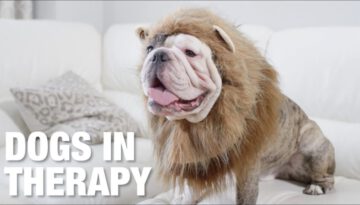 Dogs In Therapy