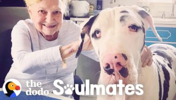 Great Dane Loves His 92-Year-Old Nana