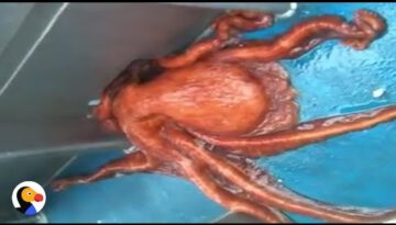 Huge Octopus Escapes Through Smallest Hole