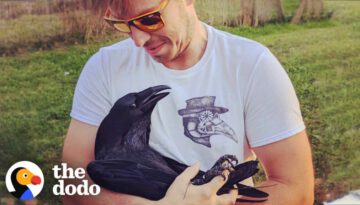 Raven Shakes His Tail Feathers Every Time He Sees Dad