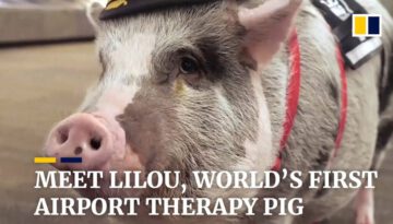 San Francisco Airport Therapy Pig